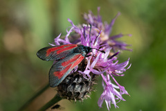 Zygaena minos