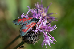 Zygaena minos