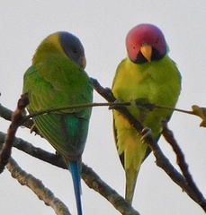 Psittacula cyanocephala