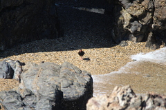 Haematopus fuliginosus