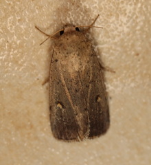 Proteuxoa hypochalchis