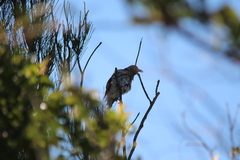 Sericulus chrysocephalus