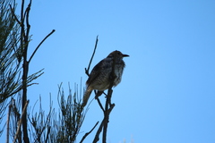 Sericulus chrysocephalus