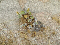 Petalidium variabile