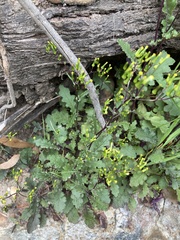 Senecio picridioides