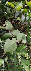 Loranthaceae
