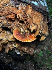 Pycnoporellus fulgens