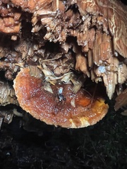 Pycnoporellus fulgens