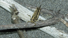 Aiolopus thalassinus tamulus