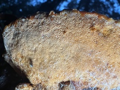 Pycnoporellus fulgens