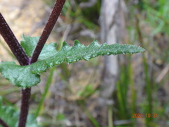 Senecio picridioides