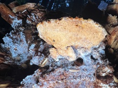 Pycnoporellus fulgens