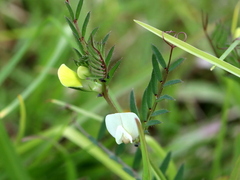 Vicia lutea