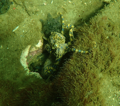 Hapalochlaena maculosa