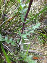 Senecio picridioides