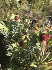 Leucadendron tinctum
