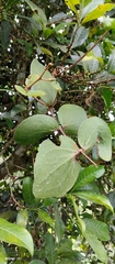 Loranthaceae