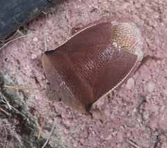 Basicryptus costalis