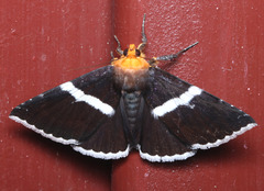 Buzara