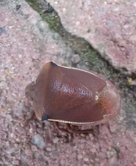 Basicryptus costalis