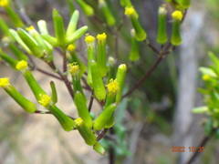 Senecio picridioides