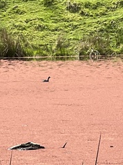 Poliocephalus rufopectus