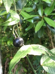 Passiflora misera