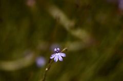 Lobelia setacea