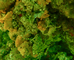 Hapalochlaena maculosa