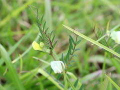 Vicia lutea