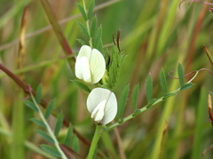 Vicia lutea