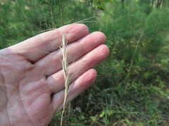 Elymus gmelinii