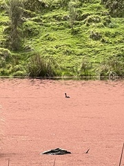 Poliocephalus rufopectus