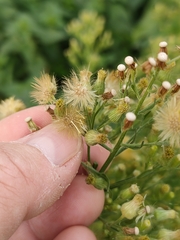 Erigeron sumatrensis
