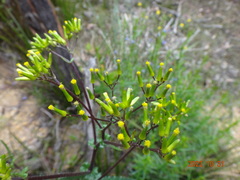 Senecio picridioides