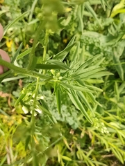 Erigeron sumatrensis