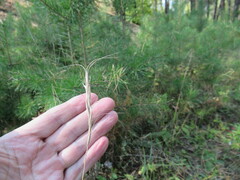 Elymus gmelinii