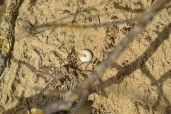 Xeroplexa intersecta