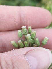 Erigeron sumatrensis