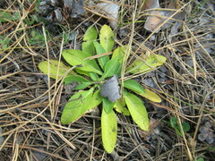 Viola gmeliniana