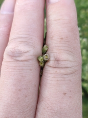 Erigeron sumatrensis