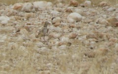 Spizocorys starki