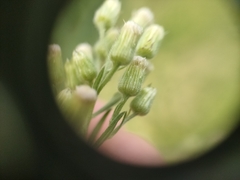 Erigeron sumatrensis