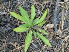 Viola gmeliniana