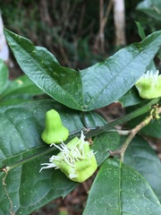 Passiflora misera