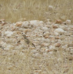 Spizocorys starki