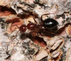 Camponotus lateralis