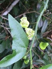 Passiflora misera