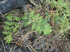 Artemisia tanacetifolia
