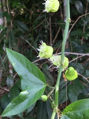 Passiflora misera